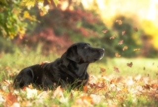 Dog during fall