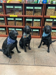 Three dogs with bandanas