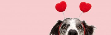 Love is a four-legged Valentine....