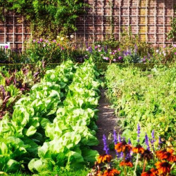 Vegetable Gardening - Raised Beds, Containers, and Mother Earth