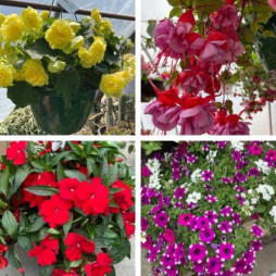 Brighten Up Your Outdoors With Our Hanging Baskets!