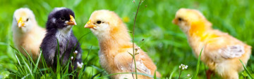 2025 Chick Orders Are Open!