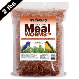 Meal Worms