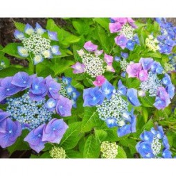 Hydrangea Nikko Blue