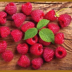 Raspberries Heritage, Red Everbearing