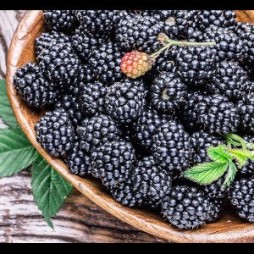 Blackberries Cheyenne