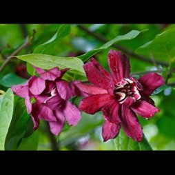 Calycanthus floridus (Sweet Shrub)