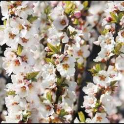 Prunus Tomentosa 'NanKing Cherry'