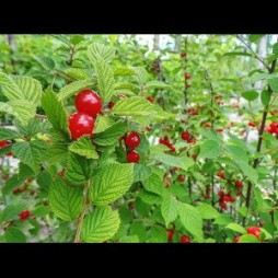 Prunus Tomentosa 'NanKing Cherry'