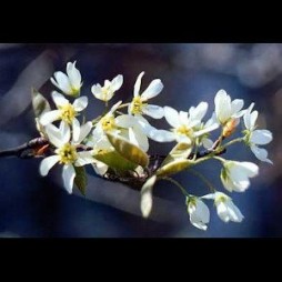 Amelanchier Canadensis (Serviceberry)