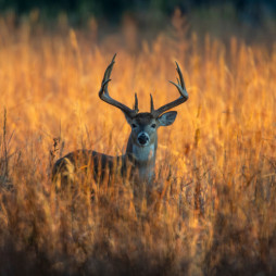 Hunting Season Is Right Around The Corner