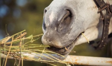 Seasonal Diet Changes for Horses