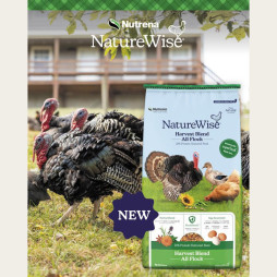 Feed Your Flock for Less!