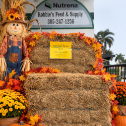 Decoration Hay Available!