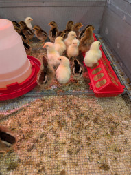 Chick Season is Here!