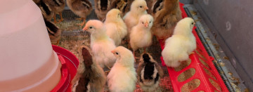 Chick Season is Here!