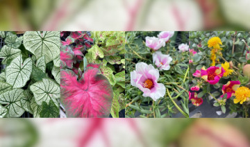 Heat and Humidity Loving Plants