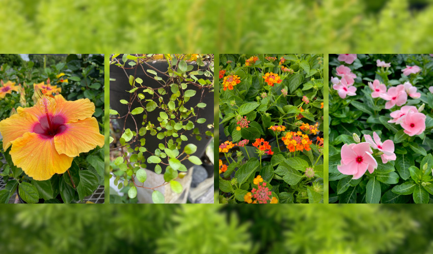 MRT Venice FL, MRT Landscaping FL, Garden Center Venice fl MRT Lawn