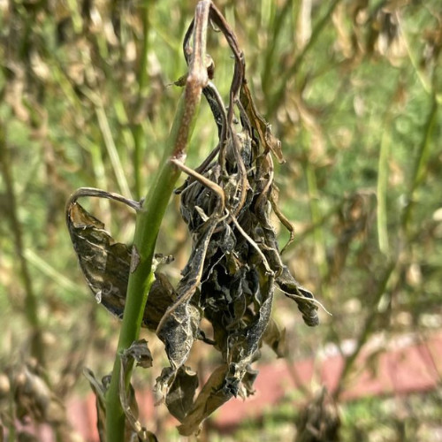 Wilted Plant