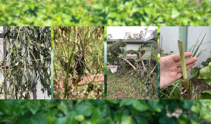 Hurricane Recovery MRT Lawn and Garden Center Port Charlotte, FL