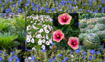 Because Florida Likes to Keep Us Guessing