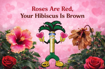 Roses Are Red, Your Hibiscus Is Brown – Now What?