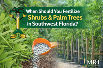When Should You Fertilize Shrubs & Palm Trees in Southwest Florida?