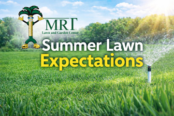 Summer Lawn Expectations