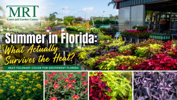 Summer in Florida: What Actually Survives the Heat?