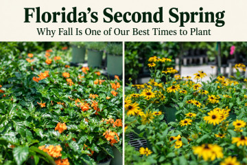 Florida’s Second Spring: Why Fall Is One of Our Best Times to Plant