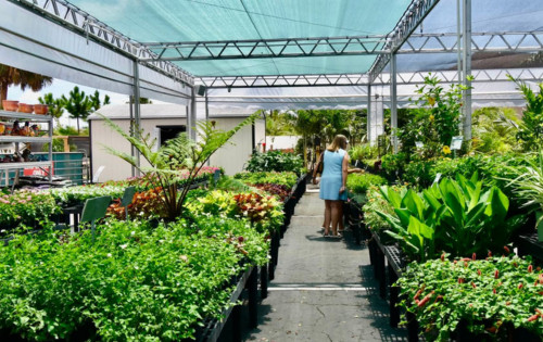 Annuals, Perennials, Shrubs, & Trees