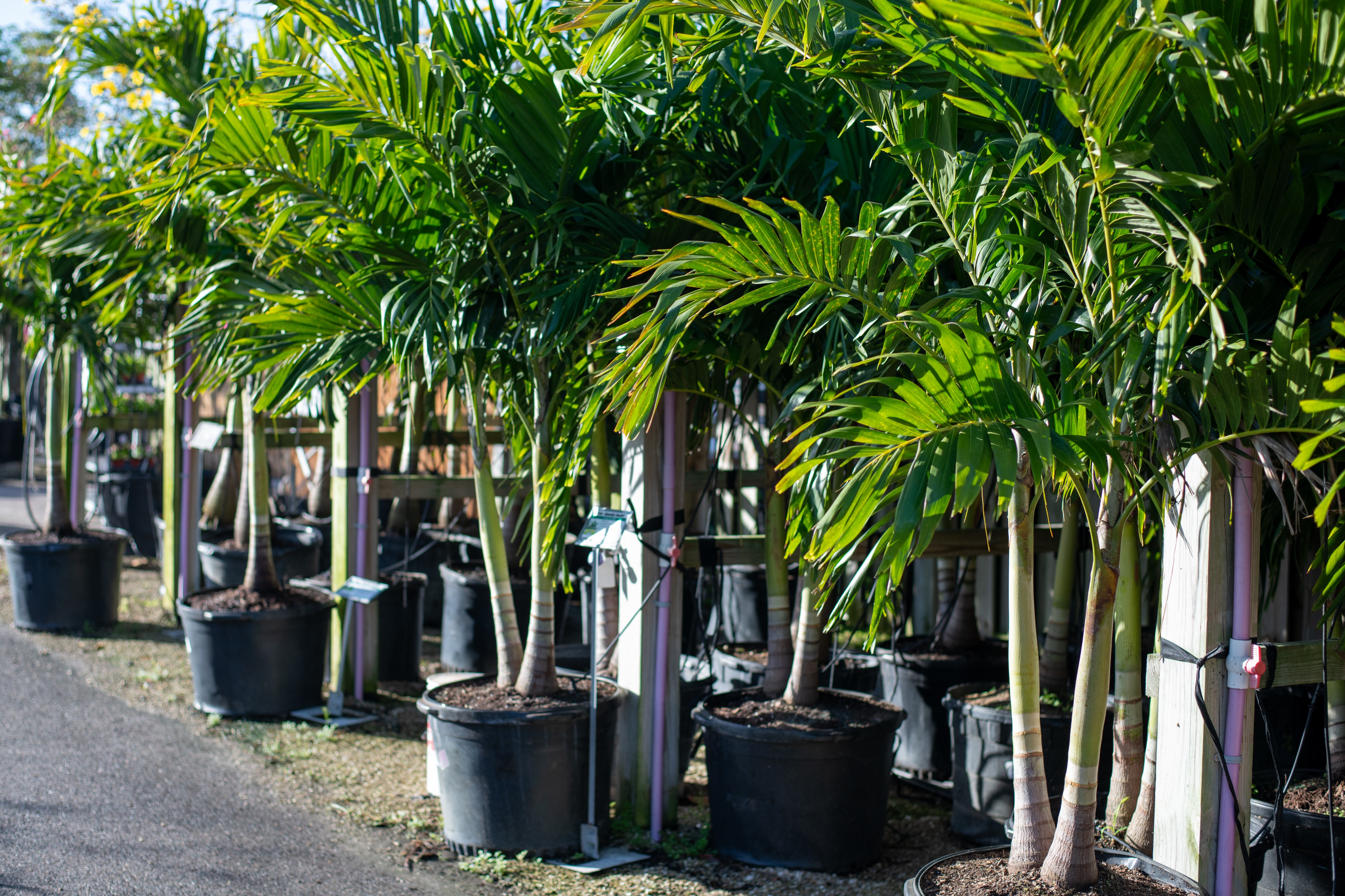 Palm &amp; Hardwood Trees