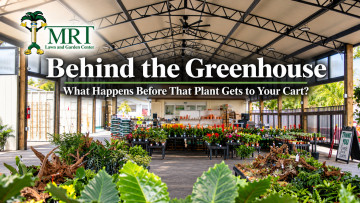 Behind the Greenhouse: What Happens Before That Plant Gets to Your Cart?