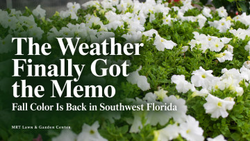 The Weather Finally Got the Memo: Fall Color Is Back in Southwest Florida