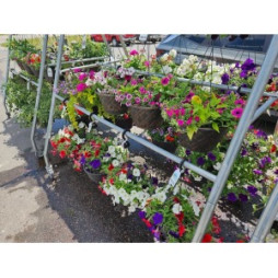 Plants & Flowers