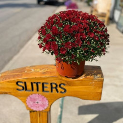 Mums Have Arrived!