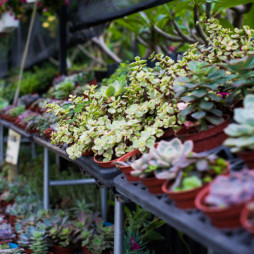 25% Off All Plants & Flowers