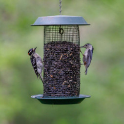 Bird Feeders