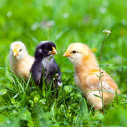 Peep Peep! Baby Chicks Are Coming!