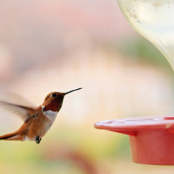 Hummingbird & Oriole Feeders & Supplies Savings