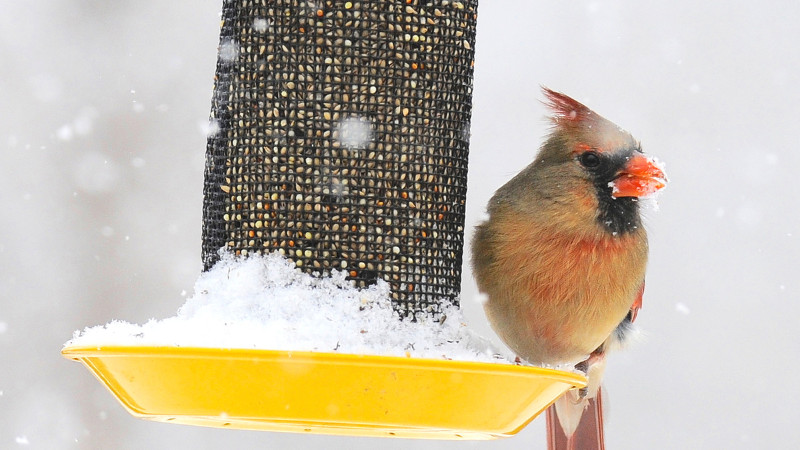 WE HAVE BLACK OIL BIRD SEED!