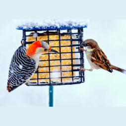 Birdwatcher’s Best 11 oz. Suet Cakes are $19.99/Case of 12