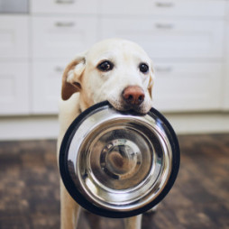 ﻿Getting Your Pet Food Online? Shop Local Instead & Save!