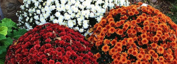 Cornstalks and Fall Mums are Here!
