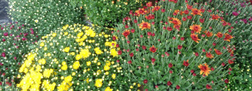 Fall Mums are Here!!
