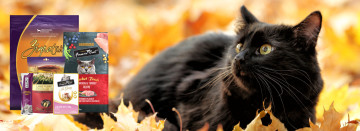 October Pet Food Savings!