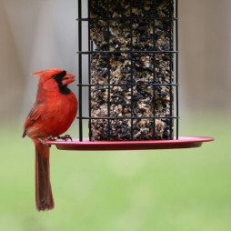 2026 Birdseed Preorder Sale – Order Now & Save!