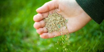 Tips for Planting Grass Seed in the Fall