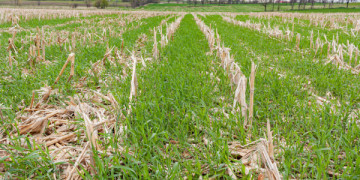 The Benefits of Fall Cover Crops