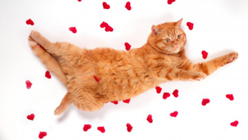 Valentine’s Day: Pet-Friendly Practices